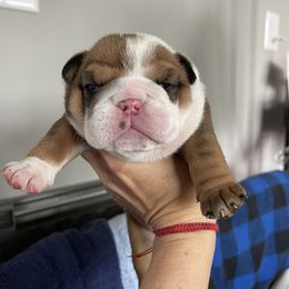 Girl 4 - Red female Bulldog puppy in Mount Airy, North Carolina from PrimeCut Bulldogs