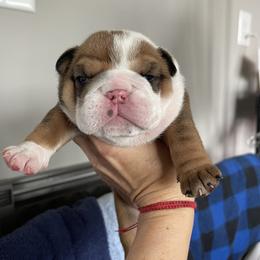 Girl 4 - Red female Bulldog puppy in Mount Airy, North Carolina from PrimeCut Bulldogs