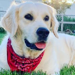 Golden Retrievers from Soul Desire Golden Retrievers