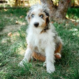 Oliver - male Australian Mountain Doodle puppy in Ellensburg, Washington from MB Livestock