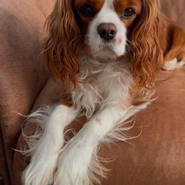 Dante - Cavalier King Charles Spaniel