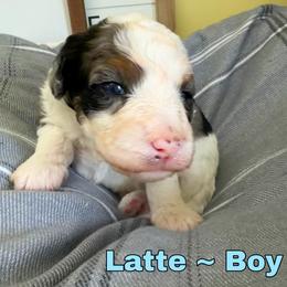 Latte - Merle male Bernedoodle puppy in Sherman, Illinois from Shirl Doodle Life