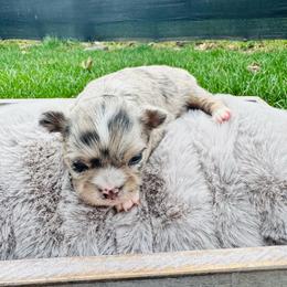 Ben - Blue merle male Chihuahua puppy in Dayton, Ohio from Petite Pups