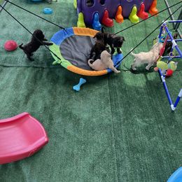 Goldendoodle Puppies from DM Hilltop FURfamily