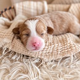 Juniper - Brown female Bernedoodle puppy in Travelers Rest, South Carolina from Bernedoodle.do