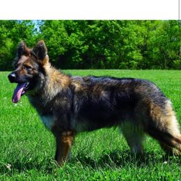 Kyra - German Shepherd