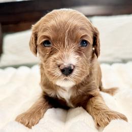 Luna (purple collar) - Apricot female Goldendoodle puppy in Twin Falls, Idaho from Magic Valley Family Doodles
