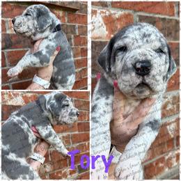 Tory - Merle female Great Dane puppy in Granbury, Texas from Anderson Blau’s Great Danes