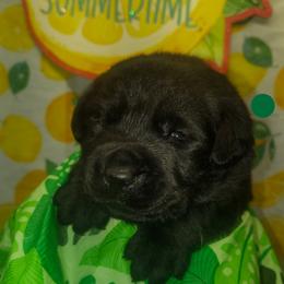 Green collar - Black male Labrador Retriever puppy in Holyoke, Massachusetts from Urban Oak Labradors LLC