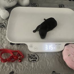 Red girl - Black and tan female Yorkshire Terrier puppy in Las Vegas, Nevada from Lala’s Pups