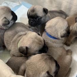 Pugs from Suleima Hernandez