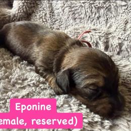 Girl 1 - Black and tan female Dachshund puppy in Eureka, California from Seaside Doxies