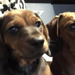 Dachshunds from 6K Kennels