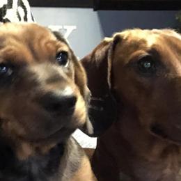 Dachshunds from 6K Kennels