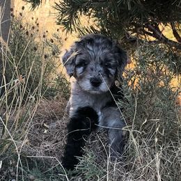 Aussiedoodle Puppies from Stone Table Ranch
