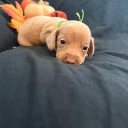 Timon AKC - 4,500 - Dapple male Dachshund puppy in Indian Trail, North Carolina from Hilda’s Teenie Weenies