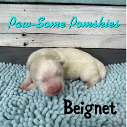 Beignet - White male Pomsky puppy in Krum, Texas from Paw-Some Pomskies