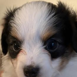 Toy Australian Shepherds from Albuquerque Aussies