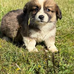 Sunni- full Fluffy - Sable male Pembroke Welsh Corgi puppy in Aberdeen, Washington from Coastal country Farms