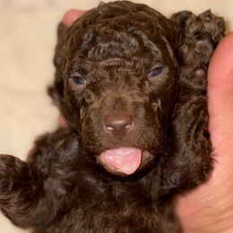 Boy 2 - Chocolate male Goldendoodle puppy in Holly, Colorado from Vida’s Loving Doodles