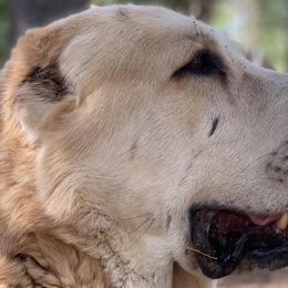 Honey - Central Asian Shepherd Dog