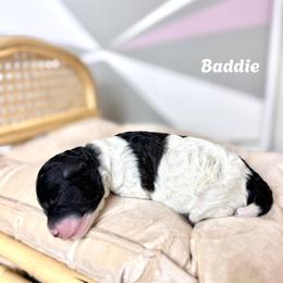 Baddie - Parti female Poodle puppy in Dallas, Texas from Cityscape Moyen Poodles