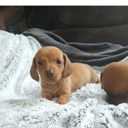 Dachshund Puppies from Dachshund Darlins