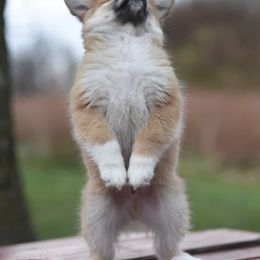 Icelandic Sheepdog Puppies from Valhalla Icelandic Sheepdogs