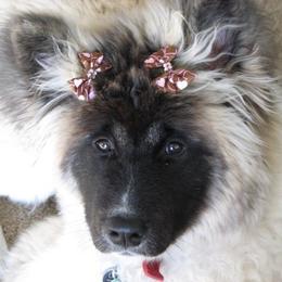 Akita Puppies from SunDevil Akitas
