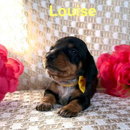 Louise - Black and tan female Dachshund puppy in Michigan from Hidden Haven Dachshunds