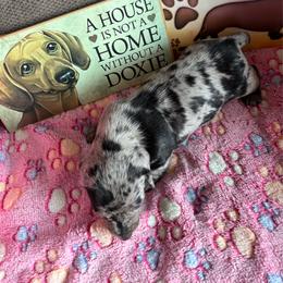 Dottie - Dapple female Dachshund puppy in Great Falls, Montana from Dawn's designerDachshunds