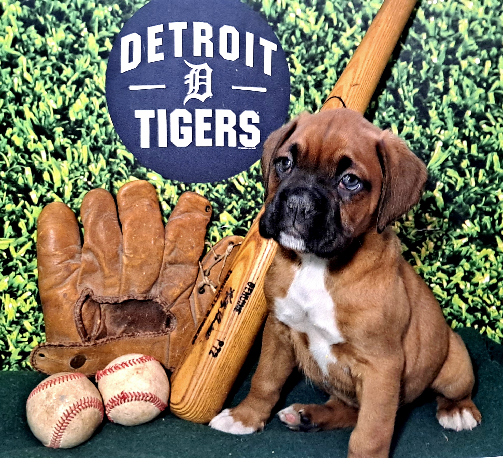 Boxer Puppies from Hope's Beautiful Boxers