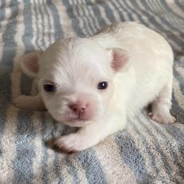 Casper - White male Chihuahua puppy in Red Bluff, California from Lane’s Little Long Coats
