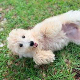 Lucy - Cream female Aussiedoodle puppy in Liberty, Texas from Poodles and Doodles Most Excellent Adventures