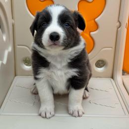 Spike - White and blue male Border Collie puppy in Hartsville, South Carolina from Wiggles 4 Life