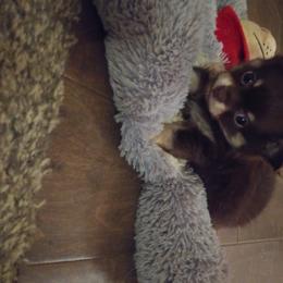Chihuahua Puppies from Inman Fields