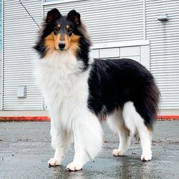 Collies from Meissa Collies