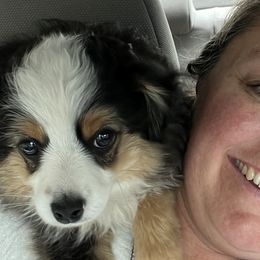 Australian Shepherds, Miniature Australian Shepherds, and Toy Australian Shepherds from Bit O' Bliss Aussies LLC