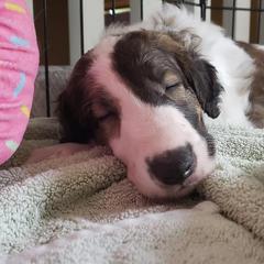 Borzoi and Silken Windhound Puppies from Envious Borzoi & Silken Windhounds