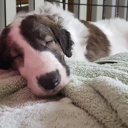 Borzoi and Silken Windhound Puppies from Envious Borzoi & Silken Windhounds