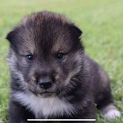 Puppy1 - Black sesame male Shikoku puppy in Tribbey, Oklahoma from Osaka Ninken Shikoku