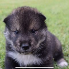 Puppy1 - Black sesame male Shikoku puppy in Tribbey, Oklahoma from Osaka Ninken Shikoku