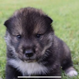 Puppy1 - Black sesame male Shikoku puppy in Tribbey, Oklahoma from Osaka Ninken Shikoku