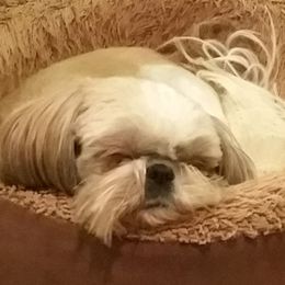 Suzie - Shih Tzu