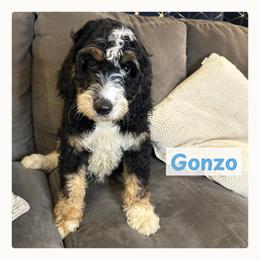 Gonzo - Black white and tan male Springerdoodle puppy in Cassville, Wisconsin from Storyside Kennels
