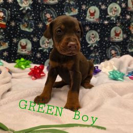 Green - Red and rust male Doberman Pinscher puppy in Knox, Indiana from Double River Dobermans
