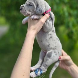 Willow - Merle female Great Dane puppy in Roseau, Minnesota from UNDAD'S KENNELS