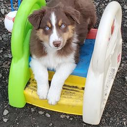 Australian Shepherd Puppies from Farmstead Aussies
