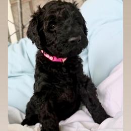 Vini-Girl 3 (pink collar) - Black female Goldendoodle puppy in Auburn, Indiana from Cooper’s Doodles