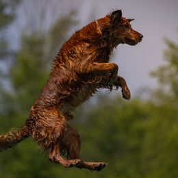 Boomer - Golden Retriever